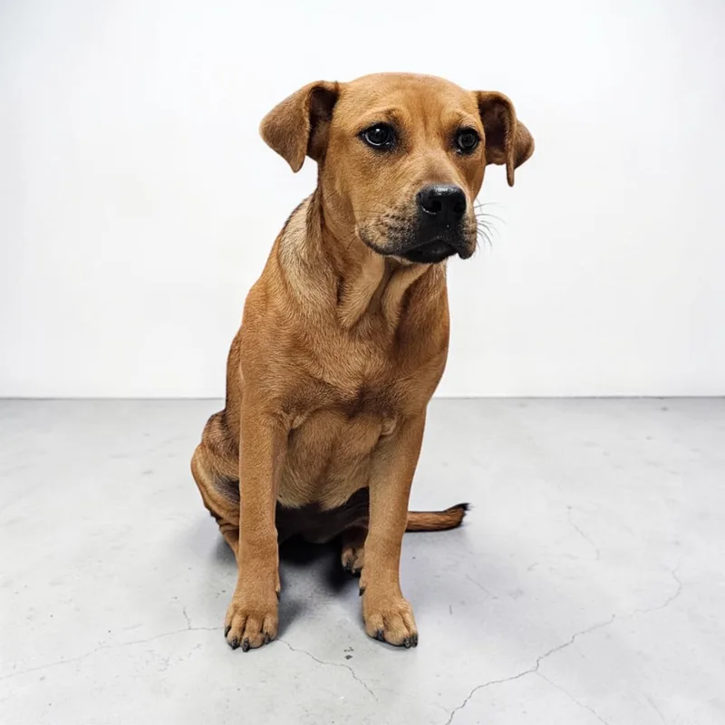 A baby medium-sized female Red / Chestnut / Orange Labrador Retriever dog named Belle for adoption in Kenedy, TX