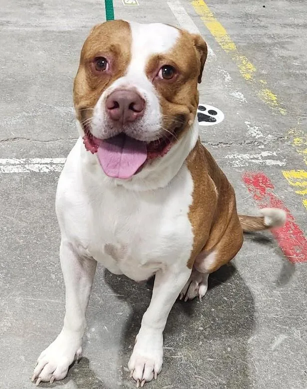 An adult large-sized male Red / Chestnut / Orange Pit Bull Terrier dog named Wally for adoption in Billings, MT