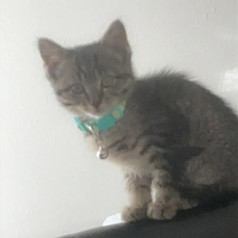 A baby small-sized female Gray / Blue / Silver Domestic Short Hair cat named Spicy Puffball for adoption in Midland, TX