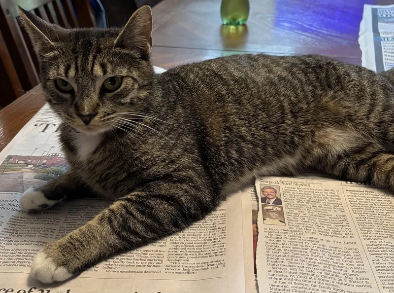 A young medium-sized female Domestic Short Hair cat named Damaris for adoption in Kenhorst, PA