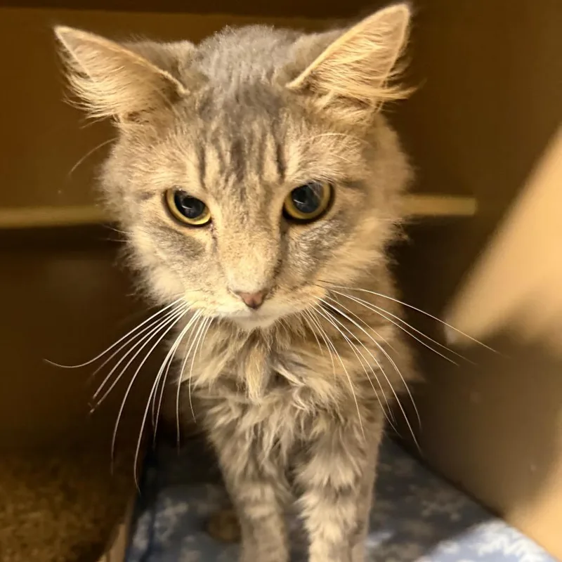 An adult medium-sized male Domestic Medium Hair cat named Guiness for adoption in Madisonville, KY