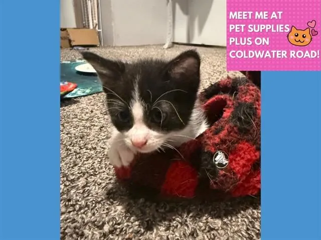 A baby small-sized male Domestic Short Hair cat named Elm for adoption in Fort Wayne, IN