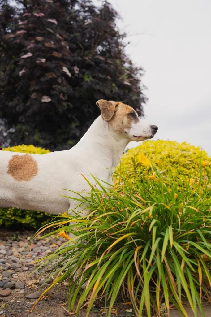 A young medium-sized female Mixed Breed dog named Sarah for adoption in Newberg, OR