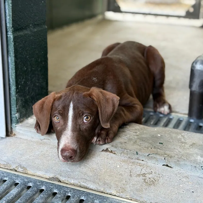 A baby small-sized male Brown / Chocolate Labrador Retriever dog named Timbuktu for adoption in Carencro, LA