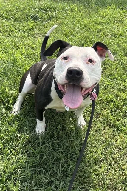 An adult large-sized female Pit Bull Terrier dog named Hester for adoption in Upper Marlboro, MD