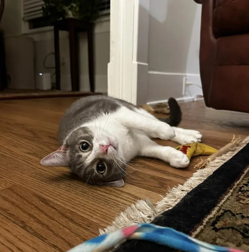An adult large-sized male Gray & White Domestic Short Hair cat named Pete for adoption in Savannah, GA