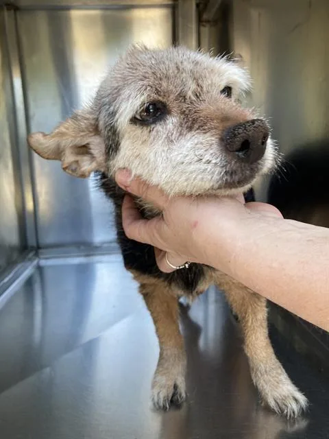 A senior small-sized female Mixed Breed dog named Rosie for adoption in Dallas, TX