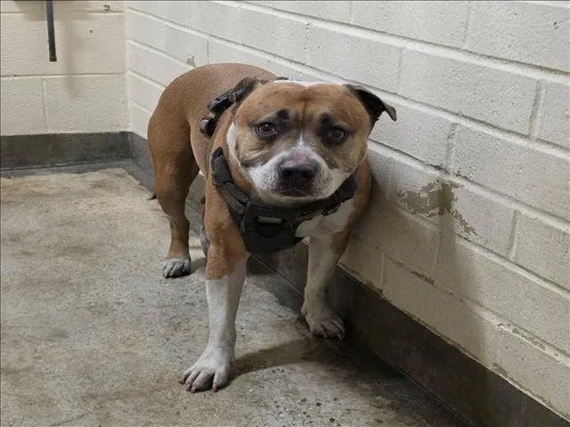 An adult large-sized male Pit Bull Terrier dog named Duke for adoption in Los Angeles, CA