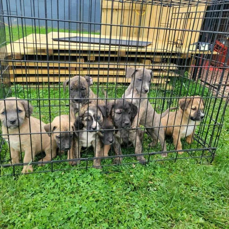 A baby medium-sized female Brindle Boxer dog named Paisley for adoption in Lima, OH
