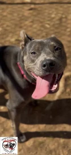 An adult medium-sized female Gray / Blue / Silver Pit Bull Terrier dog named Missy for adoption in Shasta Lake, CA