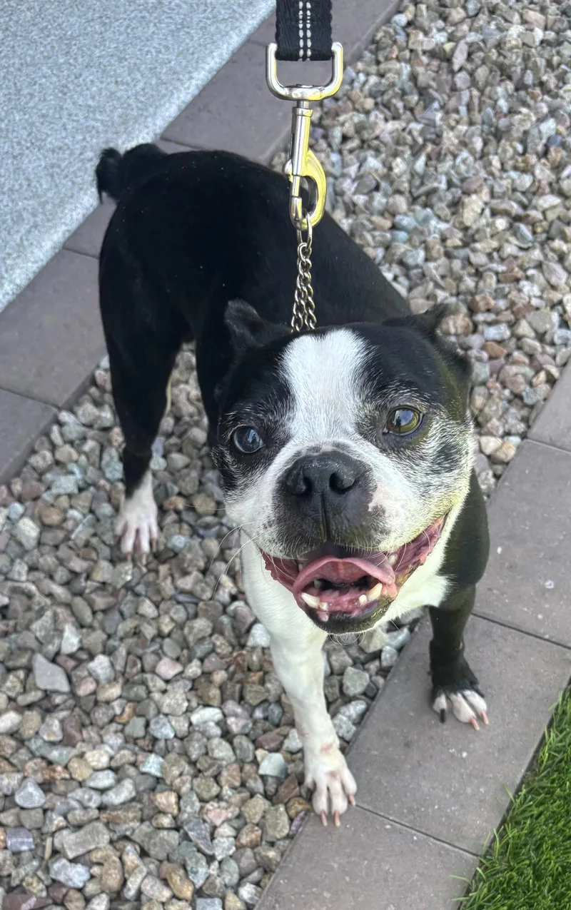 A senior medium-sized male Boston Terrier dog named Taz for adoption in Scottsdale, AZ