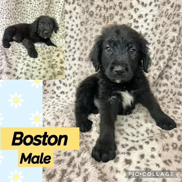 A baby medium-sized male Labradoodle dog named Boston for adoption in Manchester, CT