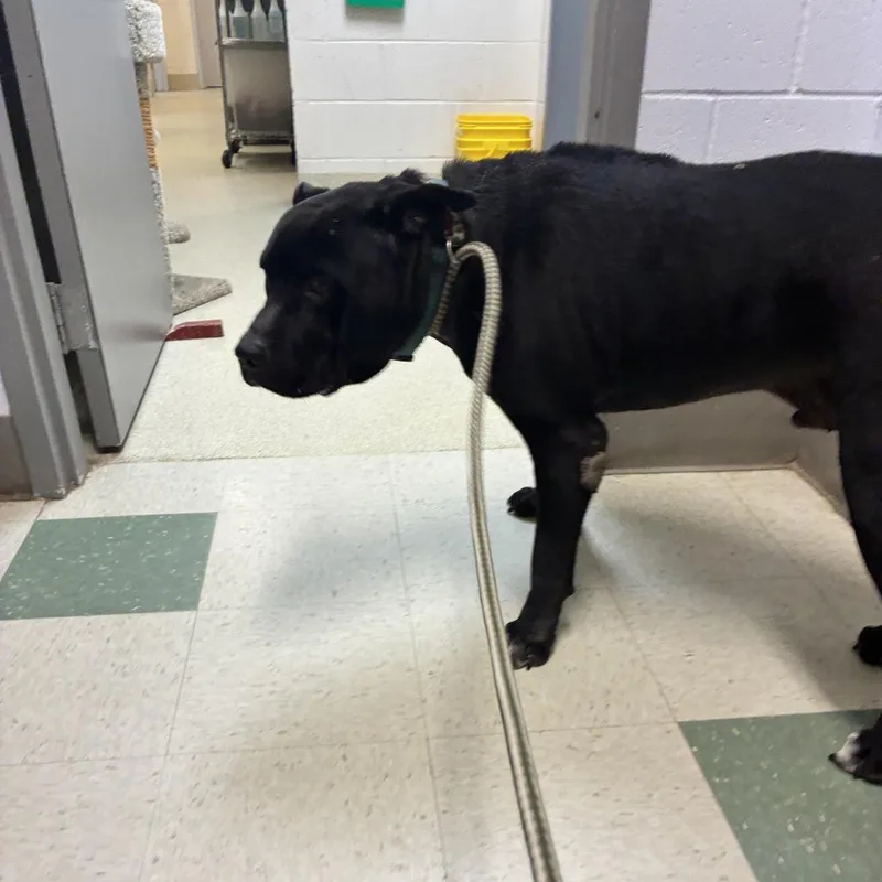 An adult large-sized male Black Pit Bull Terrier dog named Ace Jenkins for adoption in Windsor, VA