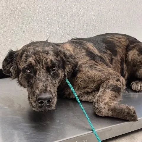 An adult large-sized female Brown / Chocolate Catahoula Leopard Dog dog named Harper for adoption in Bastrop, TX