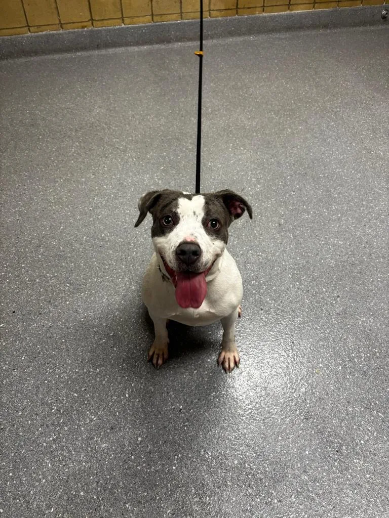 An adult medium-sized female Pit Bull Terrier dog named Darla for adoption in Greenfield, IN
