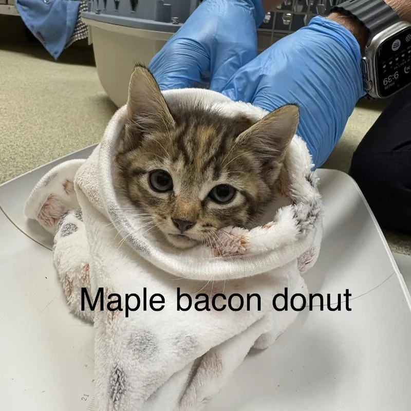 Maple Bacon Donut