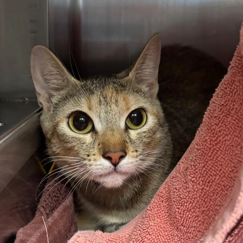 A young small-sized female Brown / Chocolate Domestic Short Hair cat named SeattleStyle Hot Dog for adoption in Springfield, MA