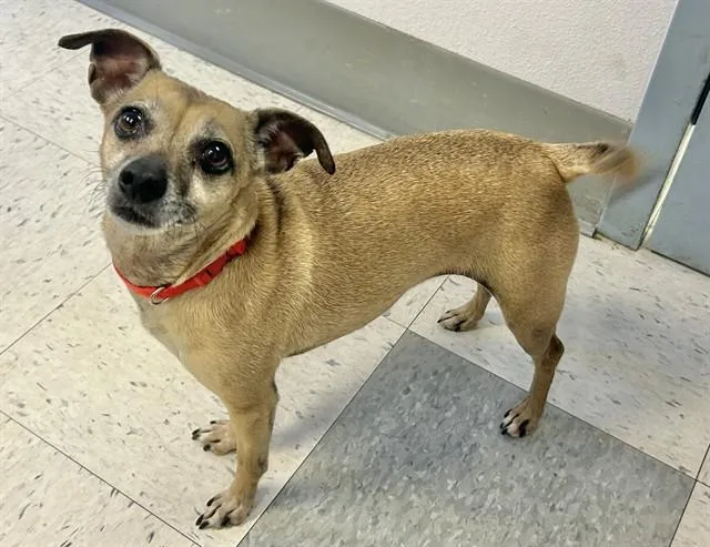 An adult small-sized female Chihuahua dog named Princess for adoption in Salinas, CA
