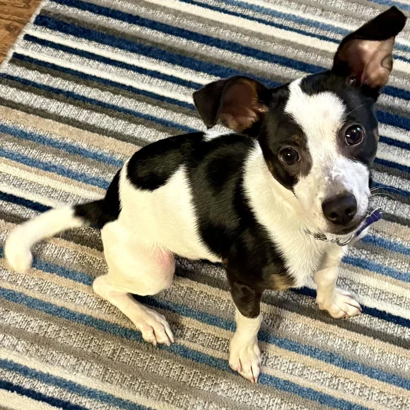 A young small-sized male Rat Terrier dog named Licorice for adoption in Norwood, OH