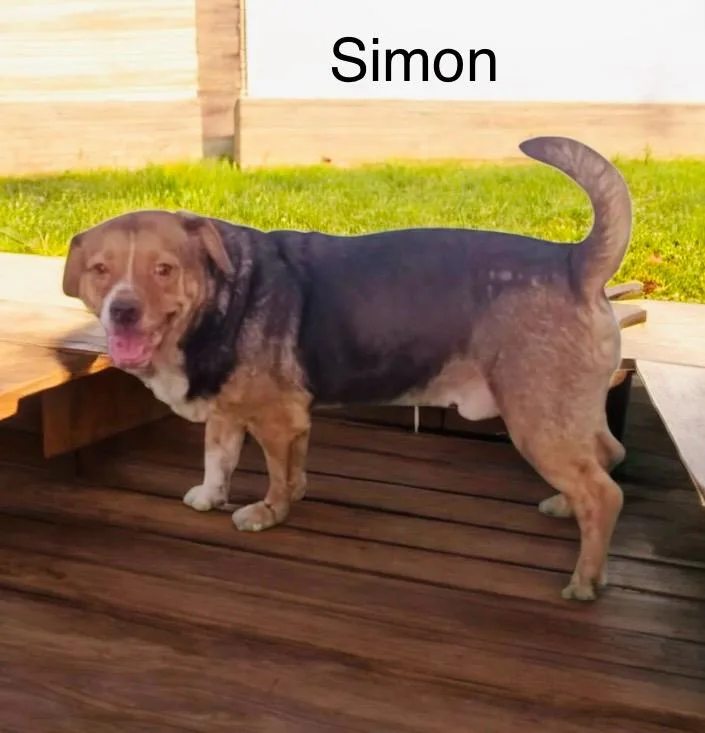 Simon