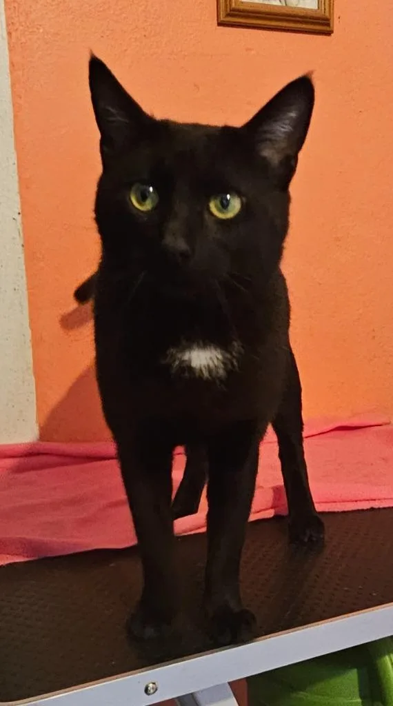 A young medium-sized male Domestic Short Hair cat named Bear for adoption in Marianna, FL