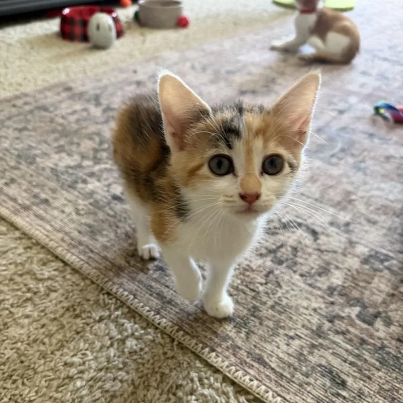 A baby medium-sized female Domestic Short Hair cat named Ms Scarlett for adoption in Chattanooga, TN