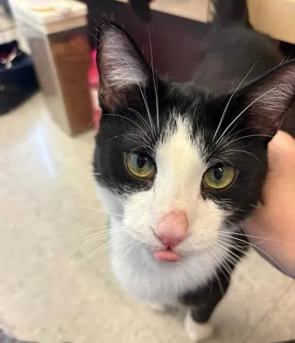 An adult large-sized male Black Domestic Short Hair cat named Sparky for adoption in Kansas City, MO