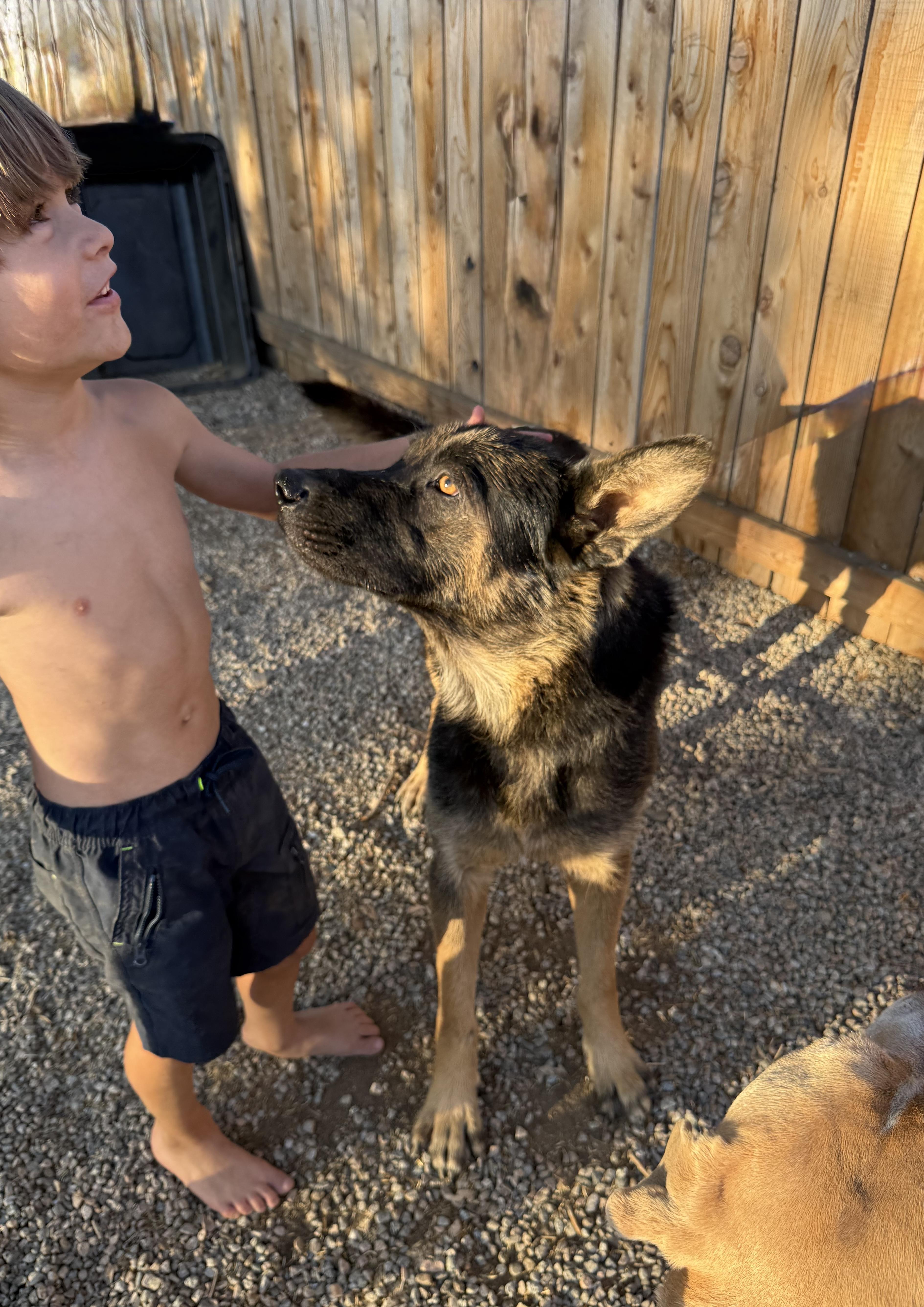 A young medium-sized male Bicolor German Shepherd Dog dog named Jack for adoption in Woodland Hills, CA