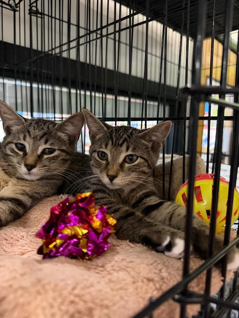 A baby medium-sized female Domestic Short Hair cat named Cheese for adoption in Lancaster, PA