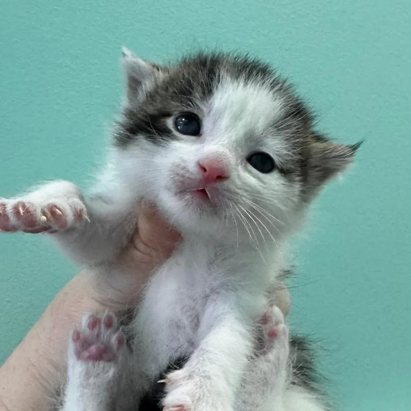 A baby small-sized male Brown / Chocolate Domestic Short Hair cat named Primer for adoption in Marion, VA