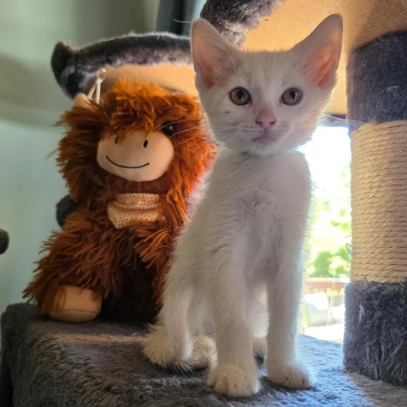 A baby small-sized female White Domestic Short Hair cat named Demi for adoption in Normal, IL