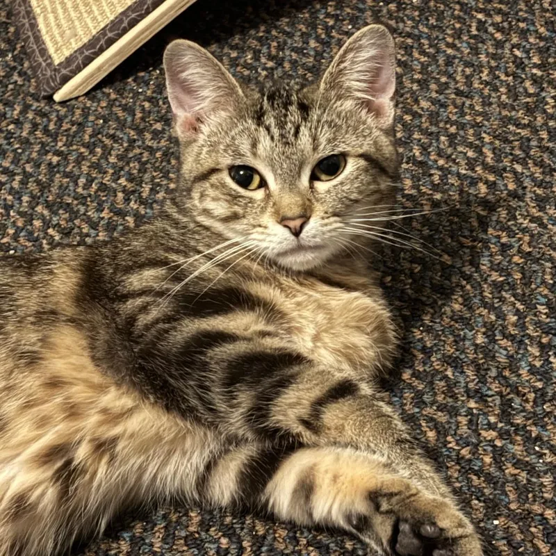 An adult medium-sized female Tabby (Brown / Chocolate) Domestic Short Hair cat named Cascades for adoption in Evanston, IL