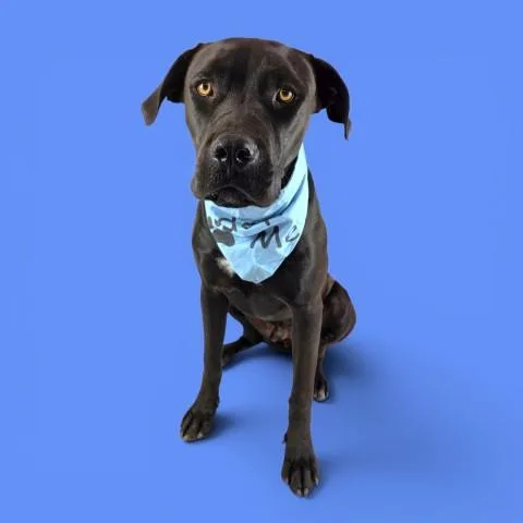 An adult extra large-sized male Pit Bull Terrier dog named Panther for adoption in Bakersfield, CA