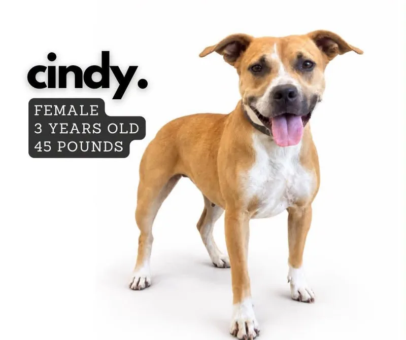 A young large-sized female Mixed Breed dog named Cindy for adoption in Ashland, KY