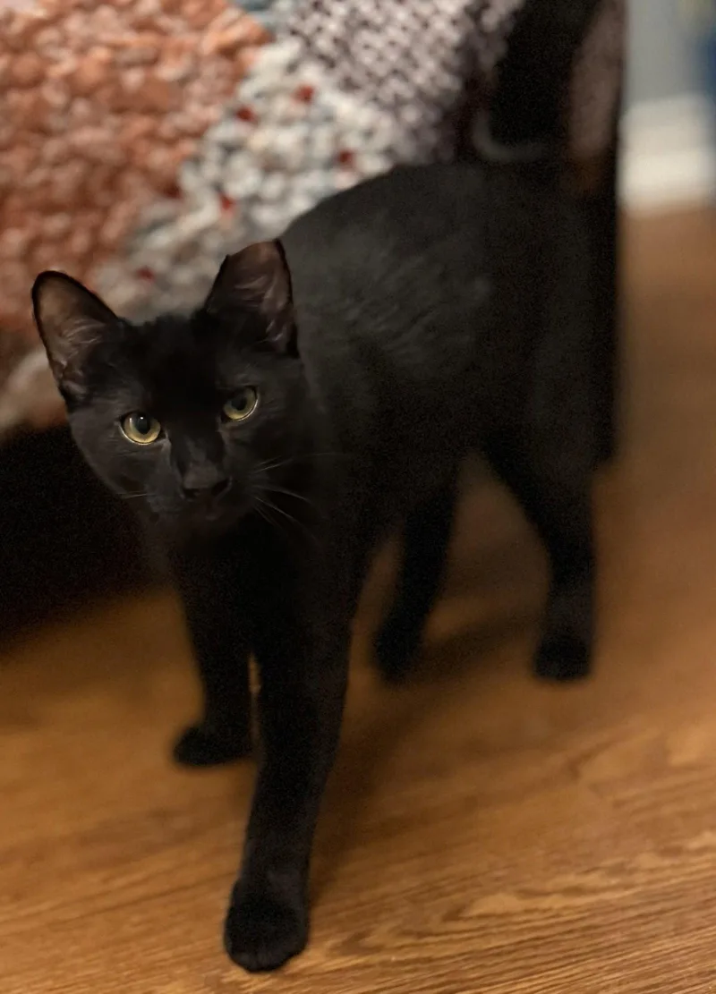 A young medium-sized male American Shorthair cat named Milo for adoption in Bolivia, NC
