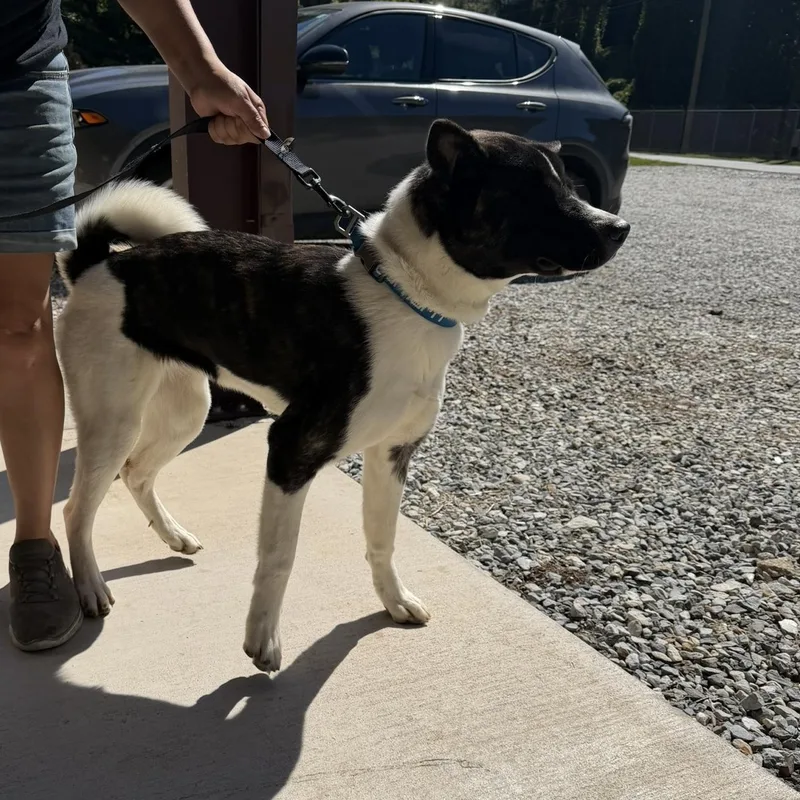 An adult medium-sized female Brindle Akita dog named Lucky for adoption in Bryson City, NC