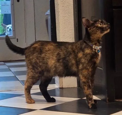 A young medium-sized female Domestic Short Hair cat named Sherri for adoption in San Antonio, TX