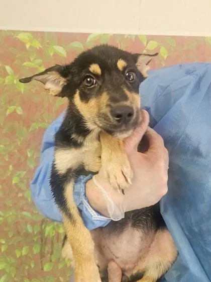 A young small-sized female Shepherd dog named Thea for adoption in San Antonio, TX