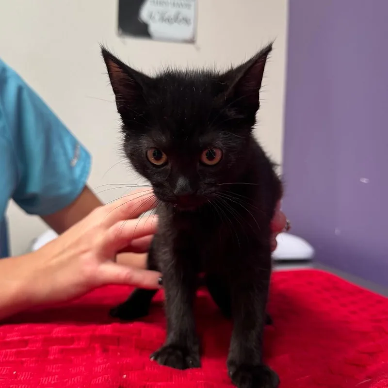A baby small-sized female Domestic Short Hair cat named Nora for adoption in Englewood, FL