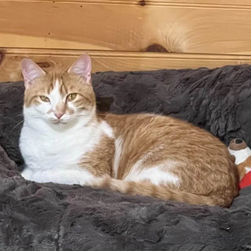 An adult medium-sized female Orange & White Domestic Short Hair cat named Sunny for adoption in Knoxville, GA