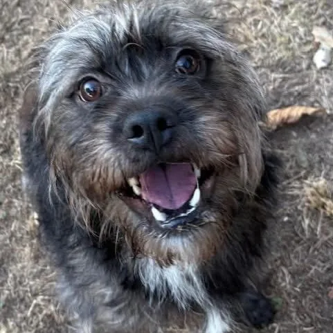 A baby medium-sized male Gray / Blue / Silver Wirehaired Terrier dog named Bean for adoption in Tunica, MS
