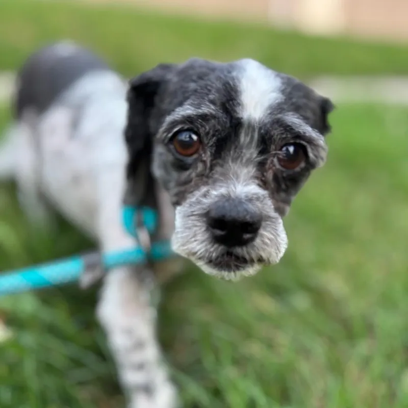 A senior small-sized male Black Shih Tzu dog named Funnel Cake for adoption in York, PA