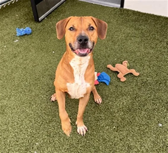 An adult large-sized male Redbone Coonhound dog named Zinc for adoption in Toledo, OH