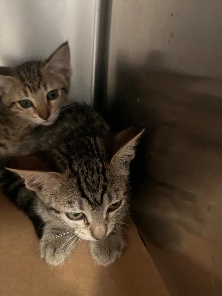A baby small-sized female Domestic Short Hair cat named Betty for adoption in Cartersville , GA