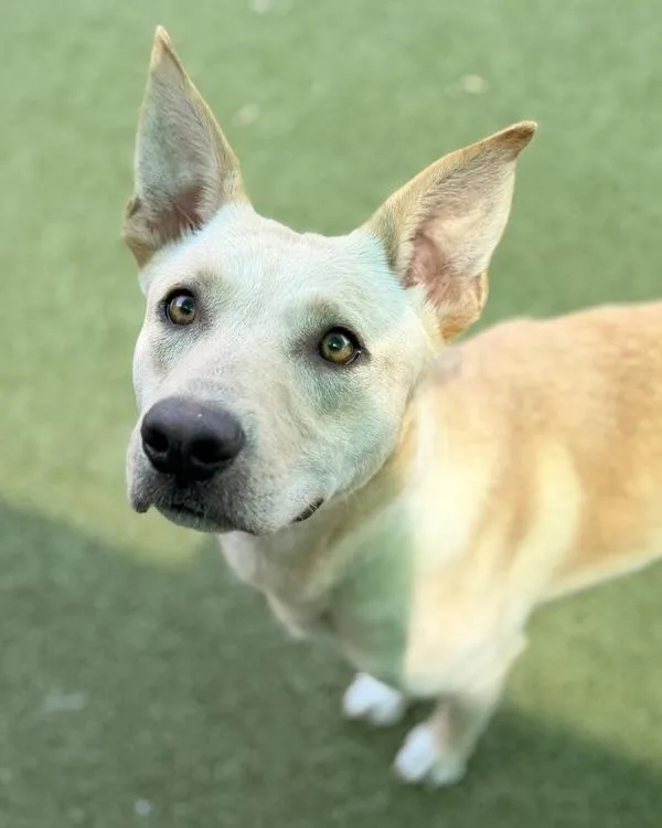 A young medium-sized female Shepherd dog named Honey Bun for adoption in Canton, GA