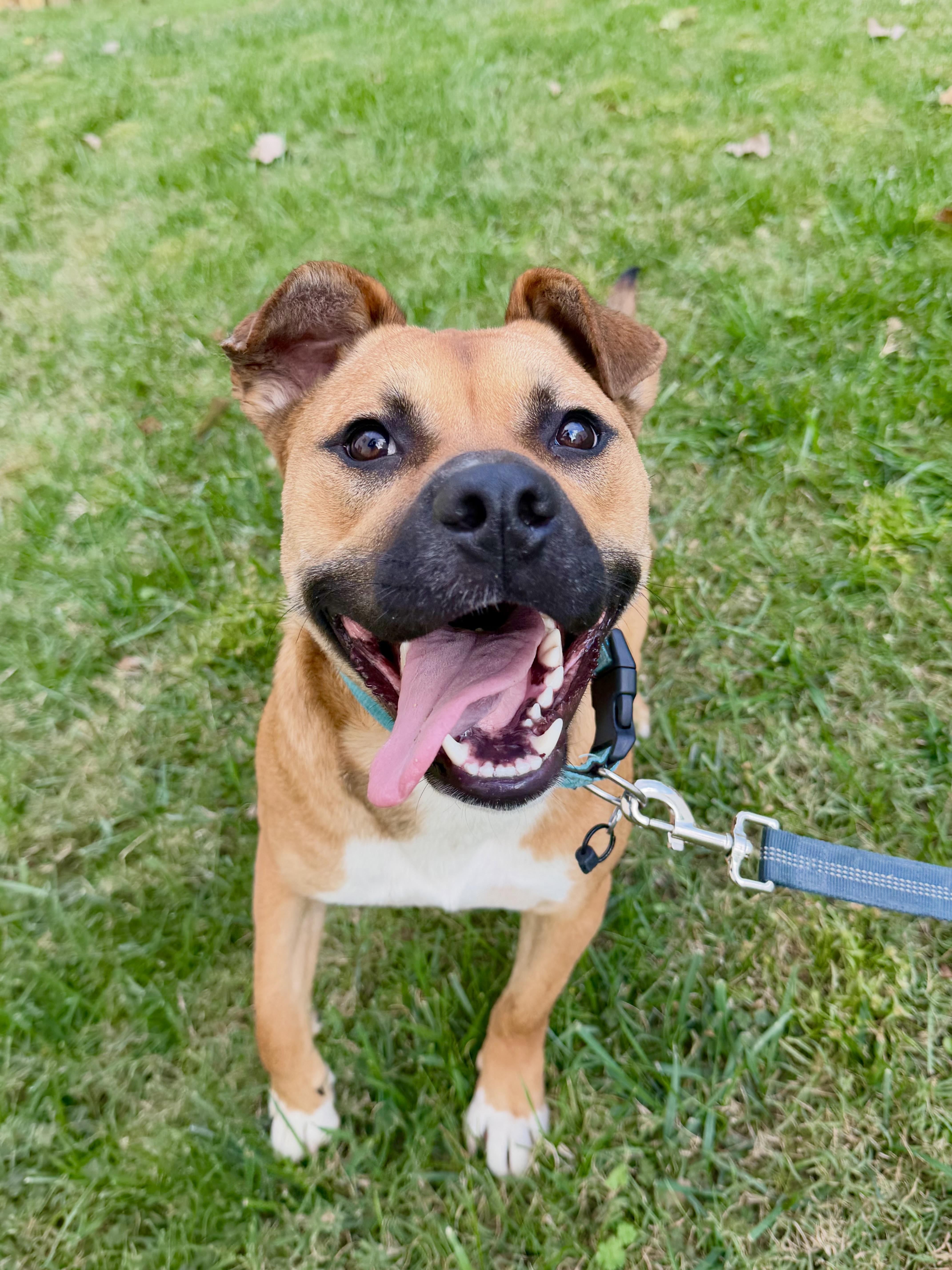 A young medium-sized female Red / Chestnut / Orange American Staffordshire Terrier dog named Esme for adoption in Rock Hill, SC