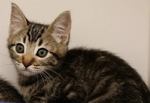 A baby small-sized male Domestic Short Hair cat named Eridian for adoption in San Luis Obispo, CA