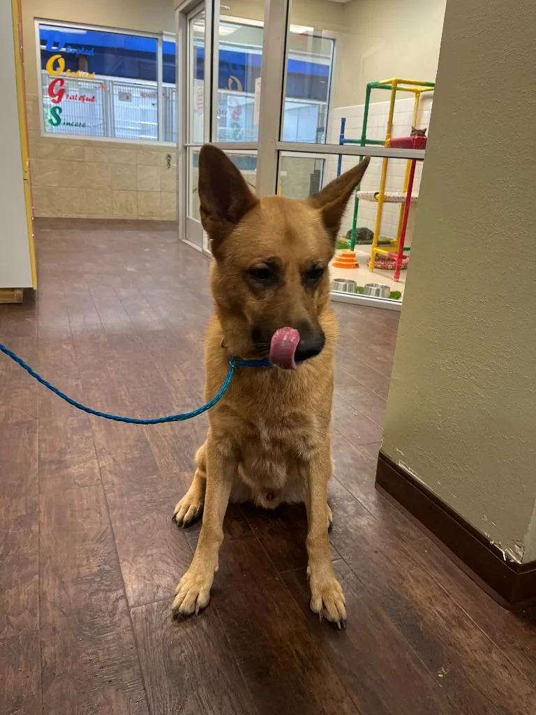 A senior large-sized male German Shepherd Dog dog named Dog Kennel  Edward for adoption in Greenville, TX