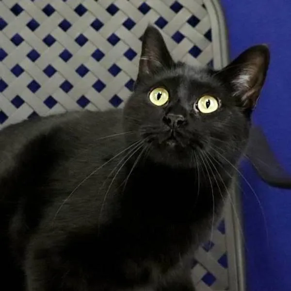 Andromeda thumbnail 2