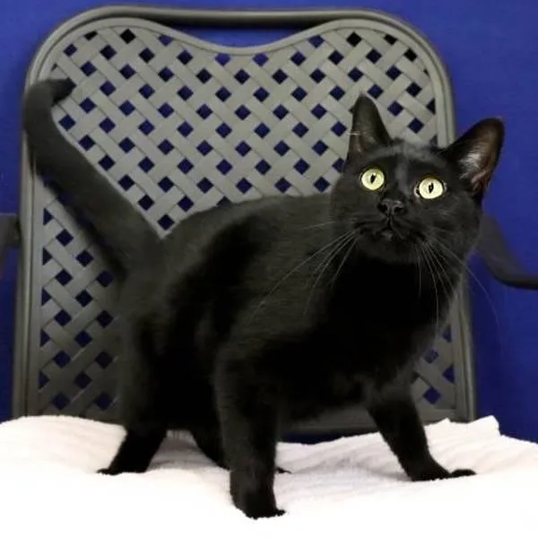 Andromeda thumbnail 3